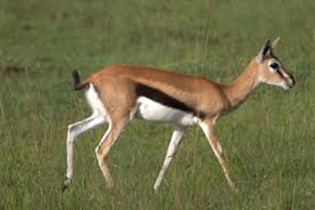 wildbeast - masai mara