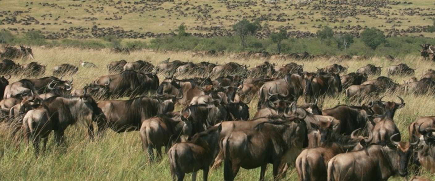 Maasi Mara National Park - Masai Mara Nationak Reserve