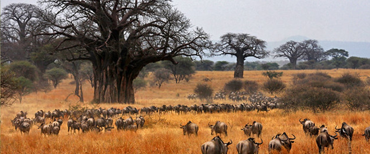 The Tarangire National Park - Tanzania