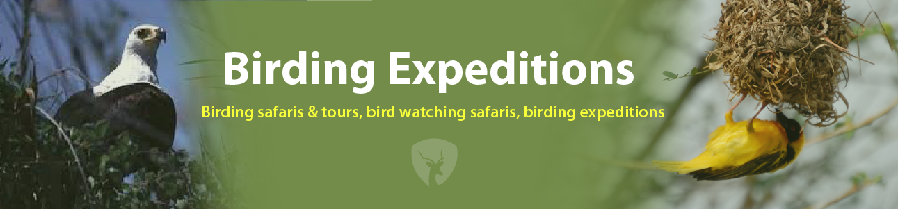 Birding Safaris and tours, Uganda Birding Safaris, Birding safari in Uganda, Uganda birding tour, Rwanda birding Safaris, birding expeditions